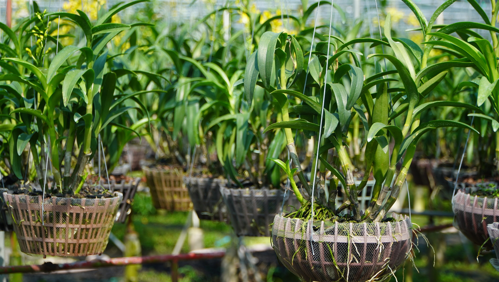 Chăm Sóc Lan Dendro: Tăng Cường Phân Thuốc Cho Rễ Khỏe Mạnh